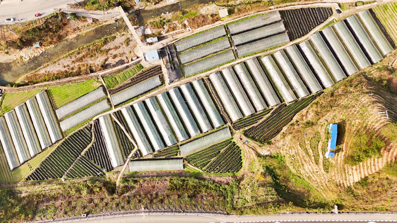 在钩藤种苗繁育基地，工人们正在修剪钩藤苗。