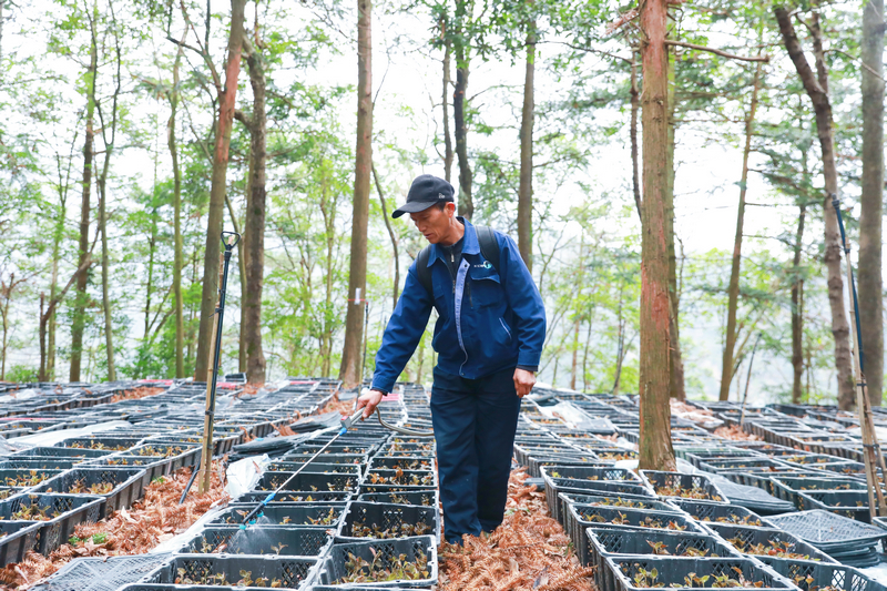 在剑河县久仰镇九丢村金线莲种植基地。村民在为金线莲苗喷洒营养液。刘梦摄
