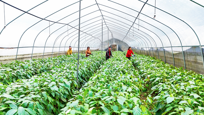 在钩藤种苗繁育基地，工人们正在修剪钩藤苗。吴麟钦摄