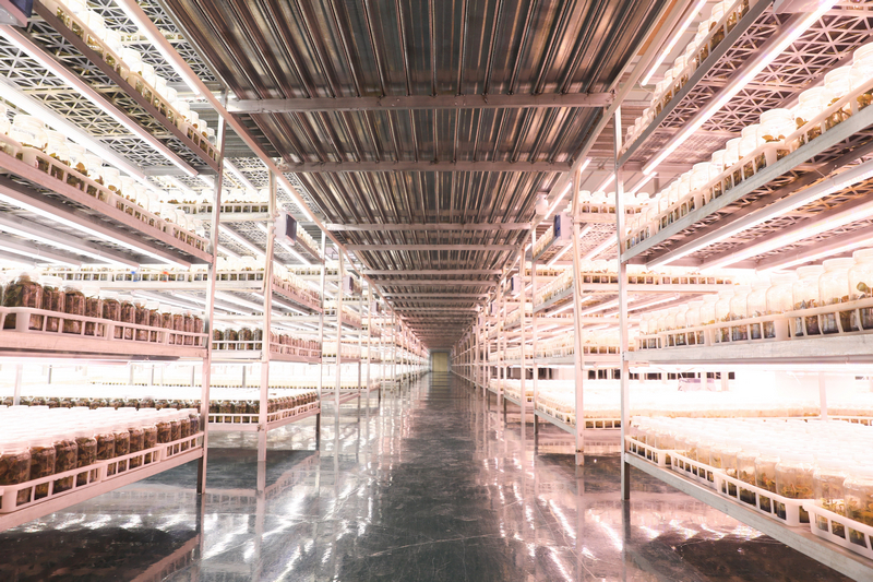 贵州金草药业有限公司的幼苗组培室。杨洁茹摄