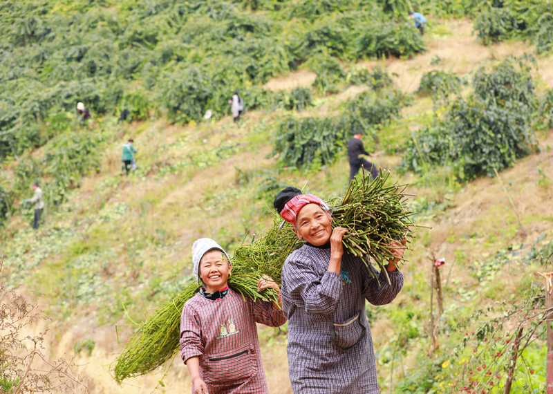 在省剑河县革东镇光条村，农户在搬运钩藤。剑河县融媒体中心供图