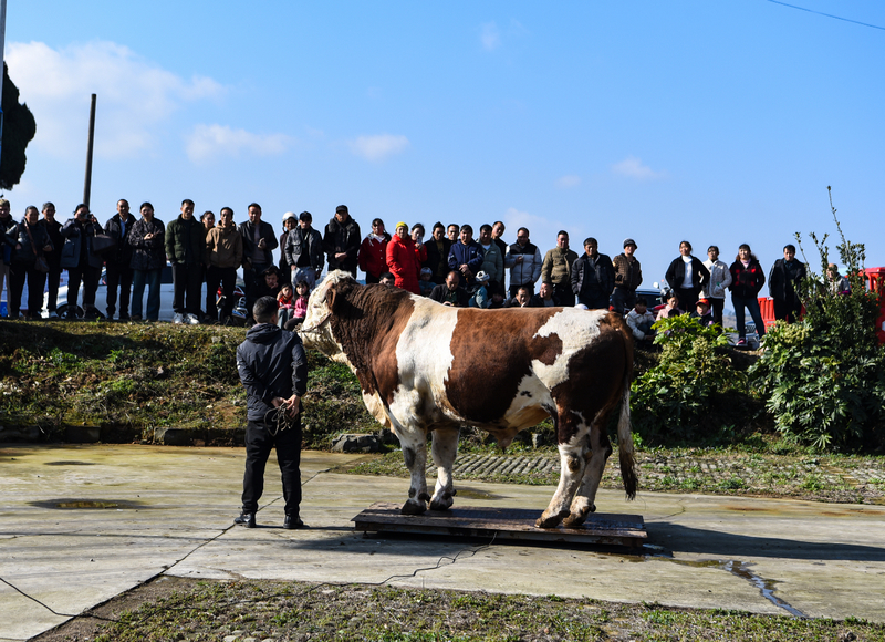 村民们牵牛参加比赛。