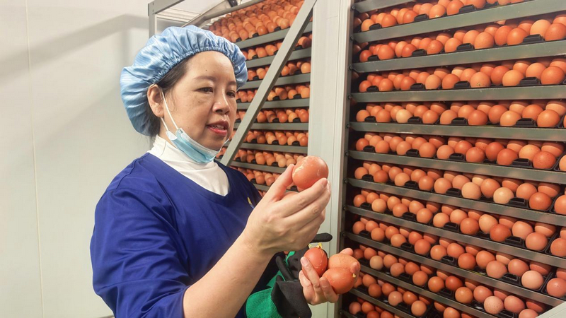 貴州銅仁：一枚雞蛋串起全產業鏈 家門口就業圓了富民夢。