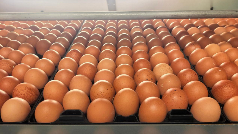 貴州銅仁：一枚雞蛋串起全產業鏈 家門口就業圓了富民夢。