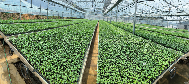 貴州省凱裡市爐山鎮甘壩村育苗基地是當地最大的酸湯原材料種植育苗基地之一，圖文2025年育苗基地培育的辣椒苗。（楊序成 攝