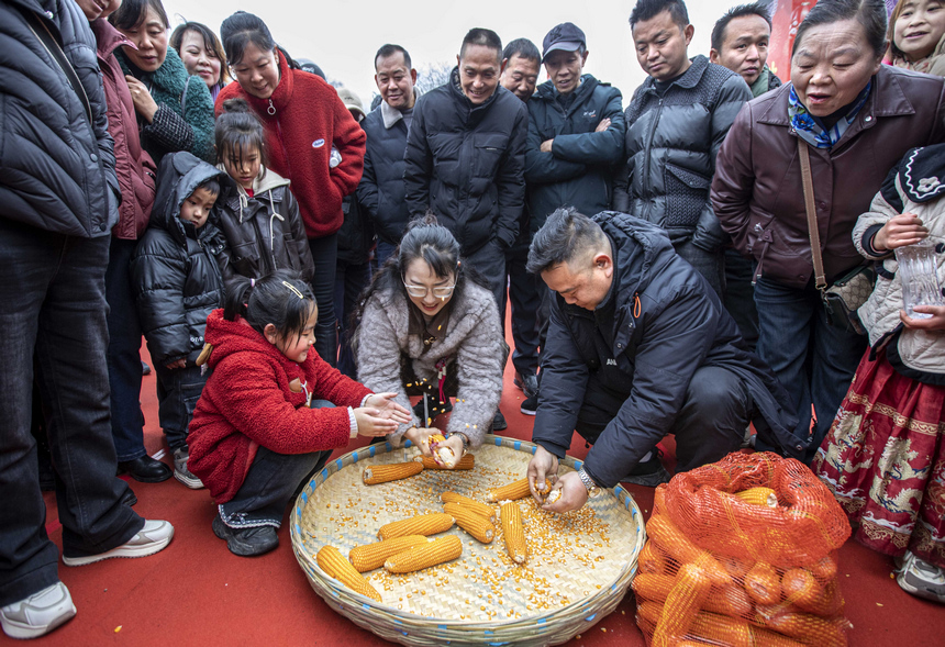 2026年2月3日，贵州省黔西市新仁苗族乡化屋村同心广场，村民在进行玉米棒手工脱粒比赛。