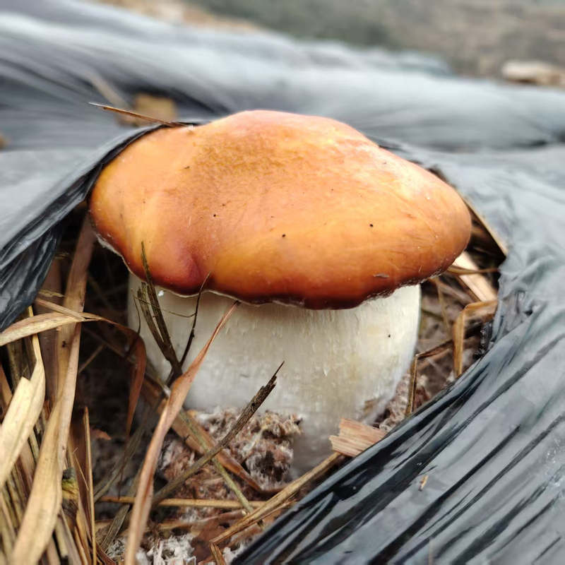 赤鬆茸破土而出。王斌 攝