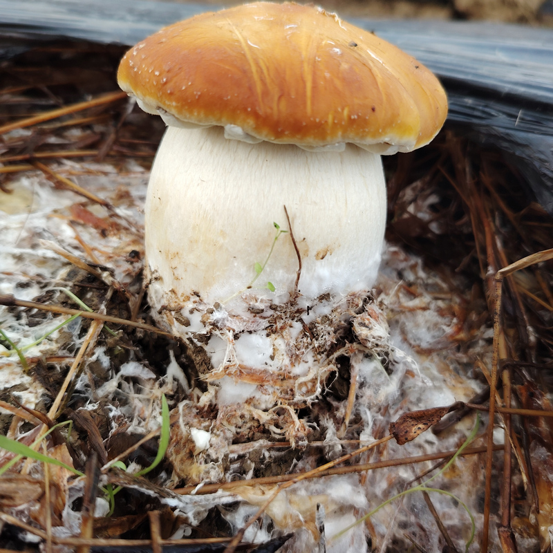 赤鬆茸破土而出。王斌攝