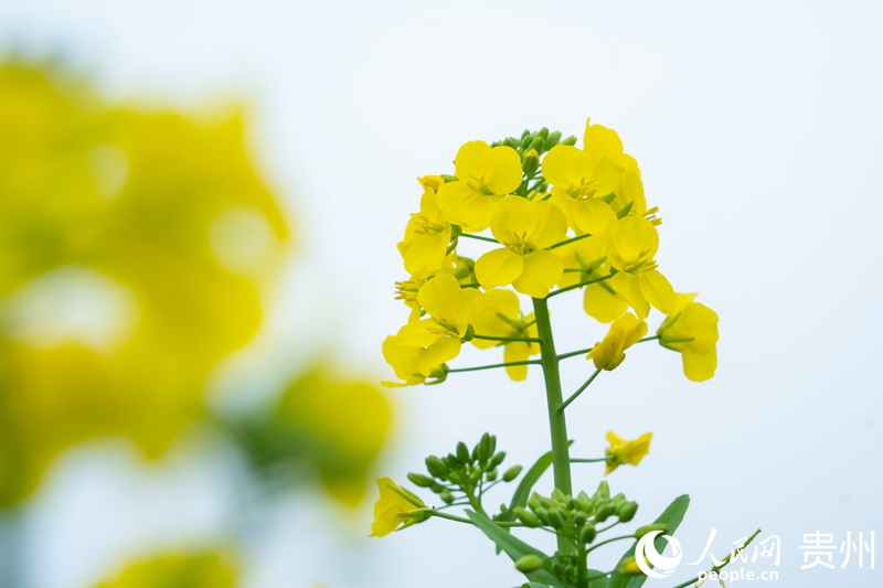油菜花开。人民网 阳茜摄.jpg