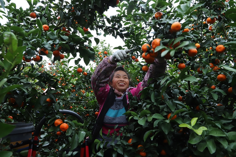 砂糖橘挂满枝头，群众喜丰收。