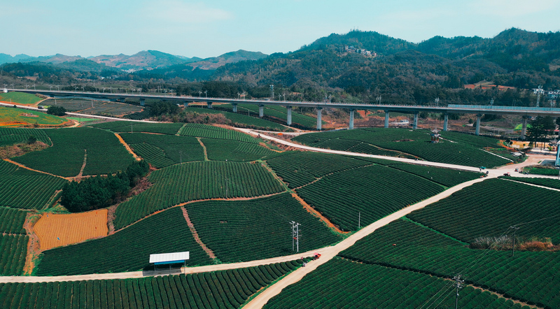 甲良梅桃村茶园。