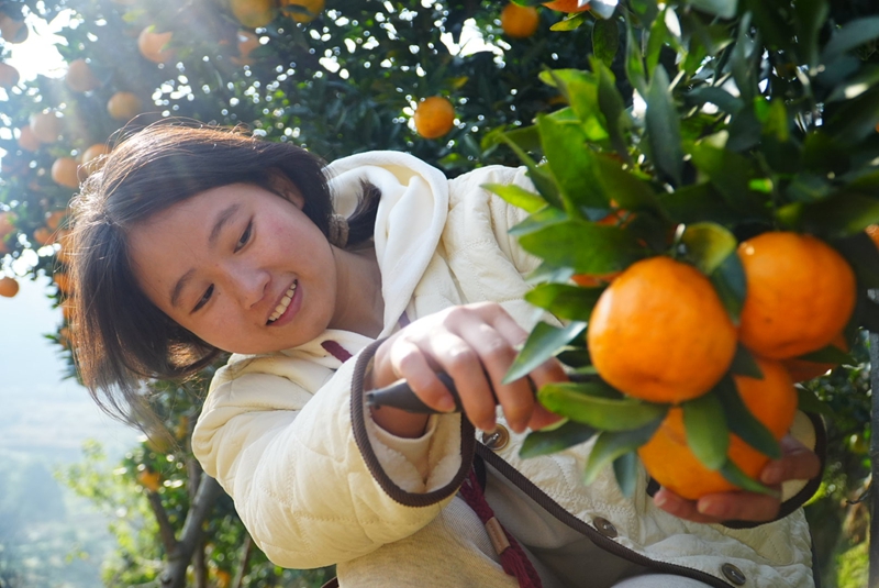 生机镇庆坪村柑橘种植基地，累累硕果挂满枝头。周禹杉摄