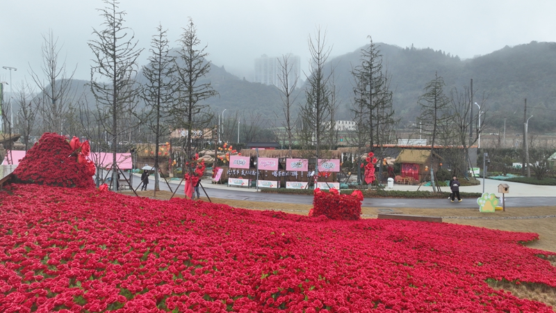 2 、10万朵绚烂“玫瑰”,形成一片壮观的花海 ..jpg