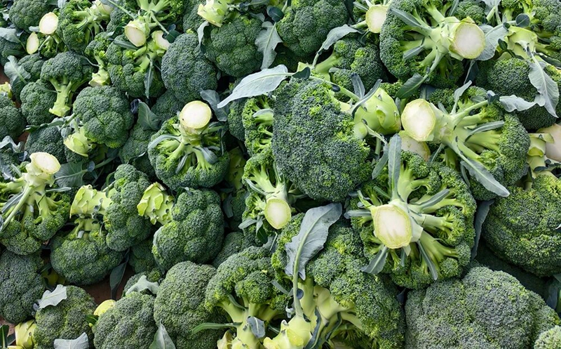 豐收的西蘭花。