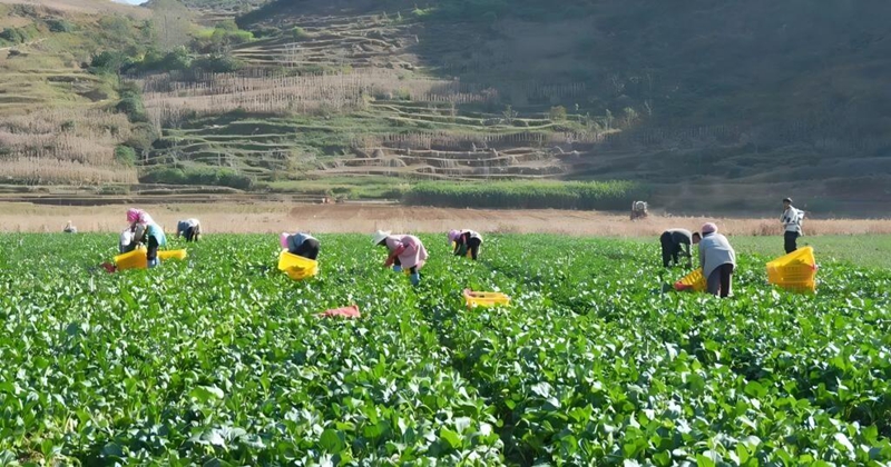 工人在馬乃屯壩區採摘菜心。