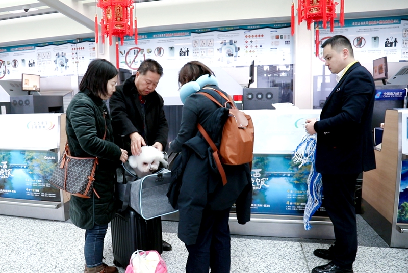 南航為旅客辦理“愛寵進客艙。南航貴州公司供圖.jpg