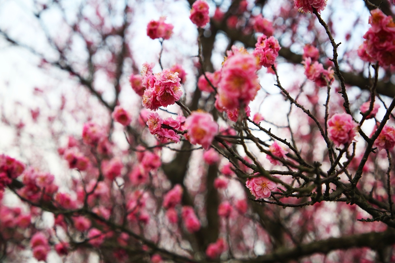 竞相绽放的红梅。