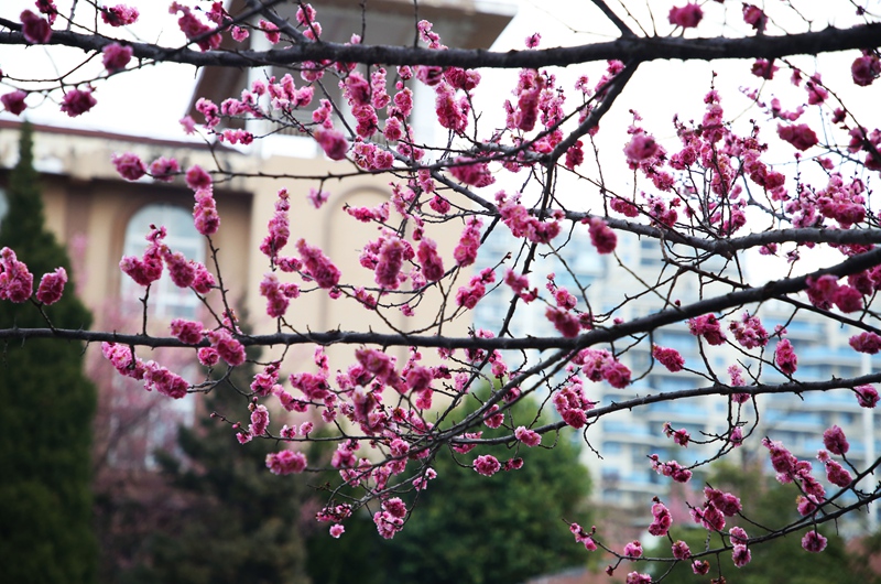 競相綻放的紅梅。