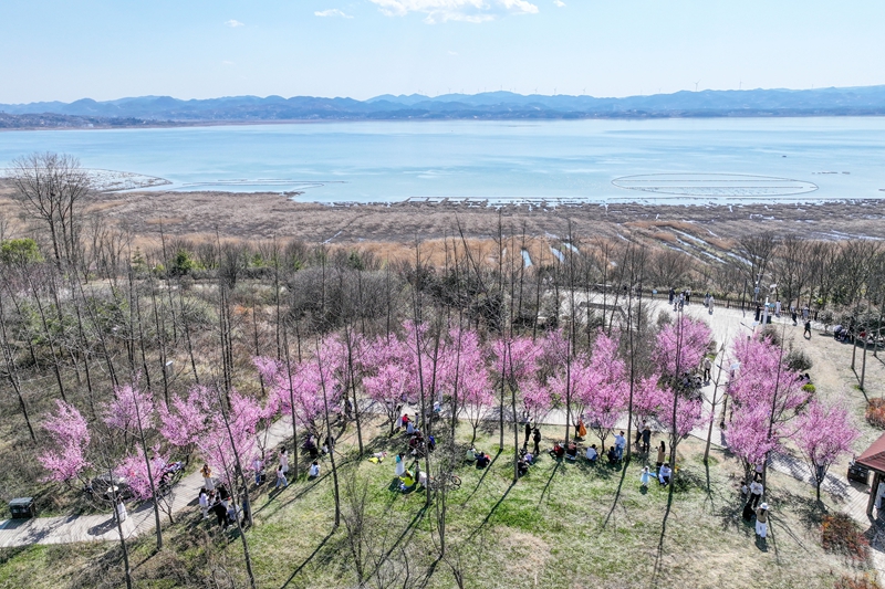 2月21日，航拍草海北坡生態公園內，美人梅花綴滿枝頭，與草海湖光相映成景，吸引眾多市民游客踏青賞花、拍照打卡。陳逍攝