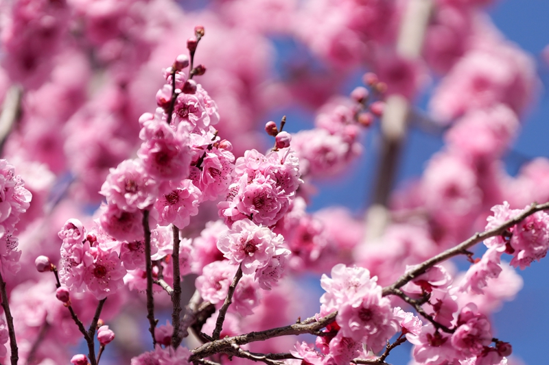2月21日，在草海北坡生態公園內，美人梅花競相綻放，粉白漸變的花朵如雲似霞。陳逍攝