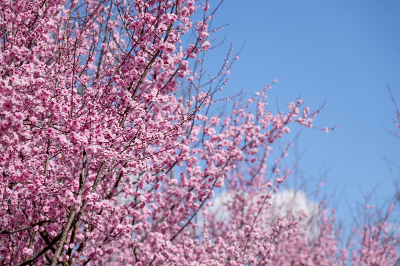 2月21日，在草海北坡生态公园内，美人梅花开得如云似霞，粉色嫣然。陈逍摄