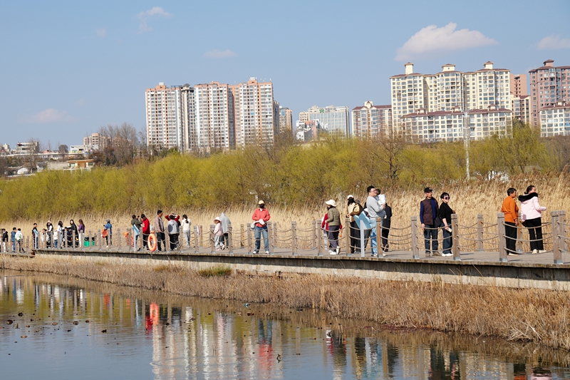 2026年2月20日，在江家灣碼頭觀看海鷗的游客絡繹不絕。趙慶能攝