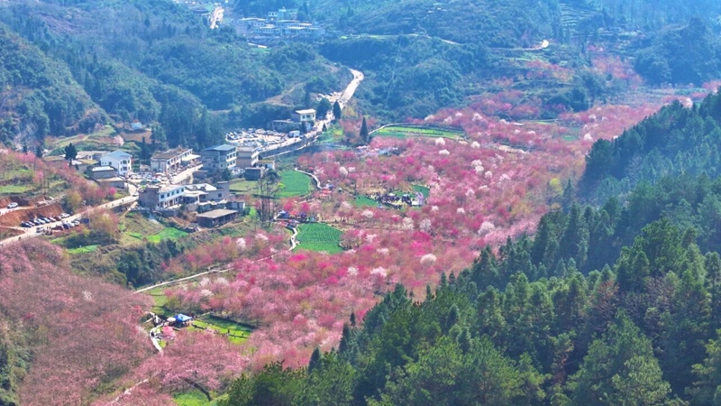 1 、百花湖镇上麦城村千亩樱花园。