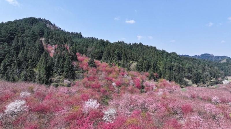 2 、百花湖镇上麦城村千亩樱花园。
