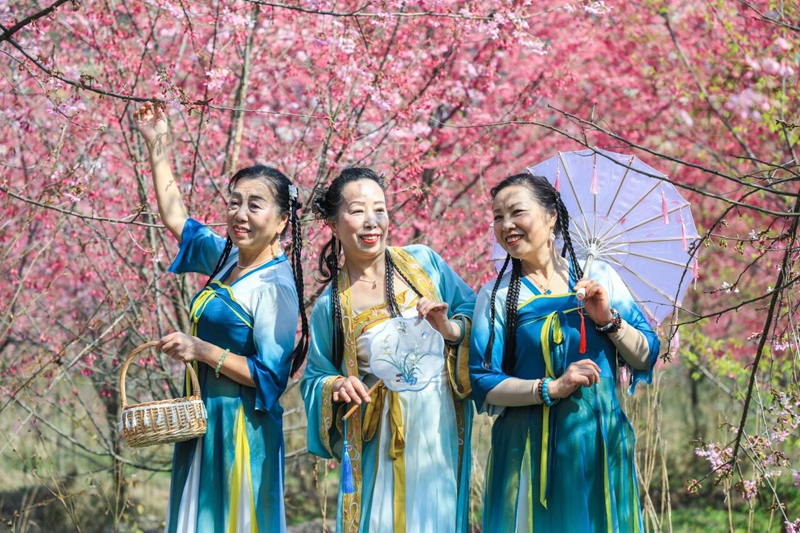 3、 游客在樱花园中赏樱闲聊、拍照。