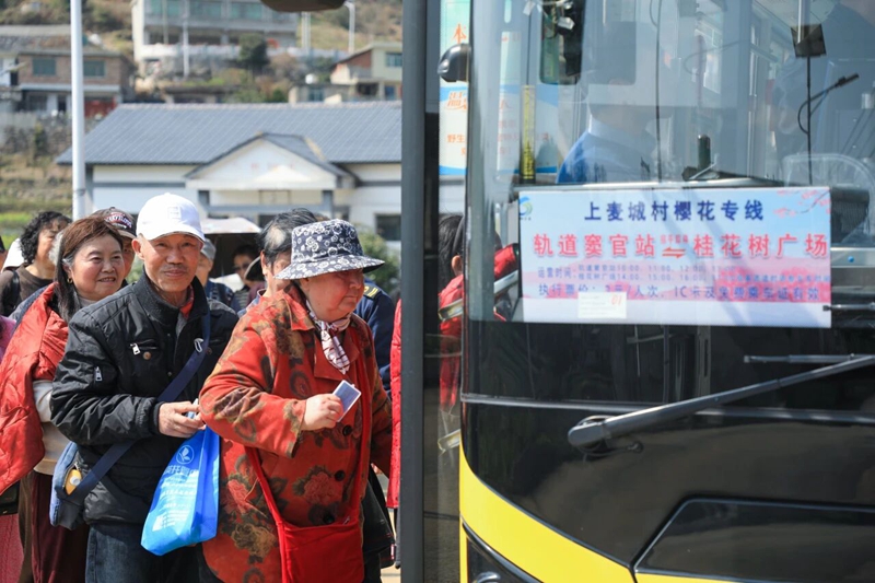 6、 乘坐“上麦城村樱花专线”公交车。