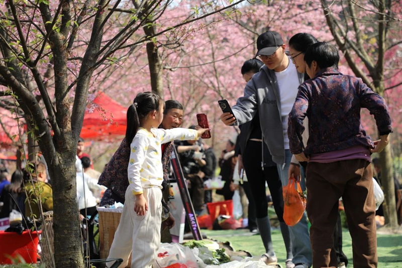 11、 樱花道旁的摊位吸引着游客。