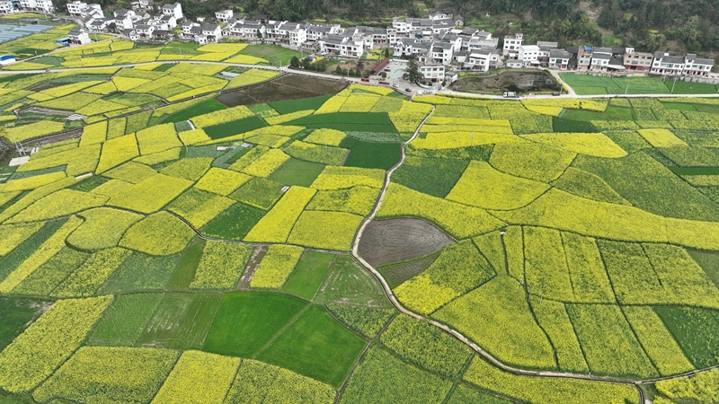 美丽的田园风光.jpg