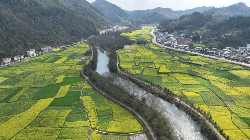 油菜花竞相绽放。