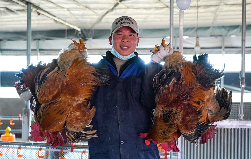 清镇市站街镇高乐村养殖户肉鸡出栏。陆劲松 摄