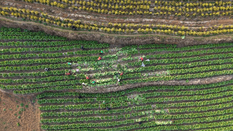 贵州一道菜食品开发有限责任公司员工在春节期间开工，员工在田间地头割菜  徐亚力 摄