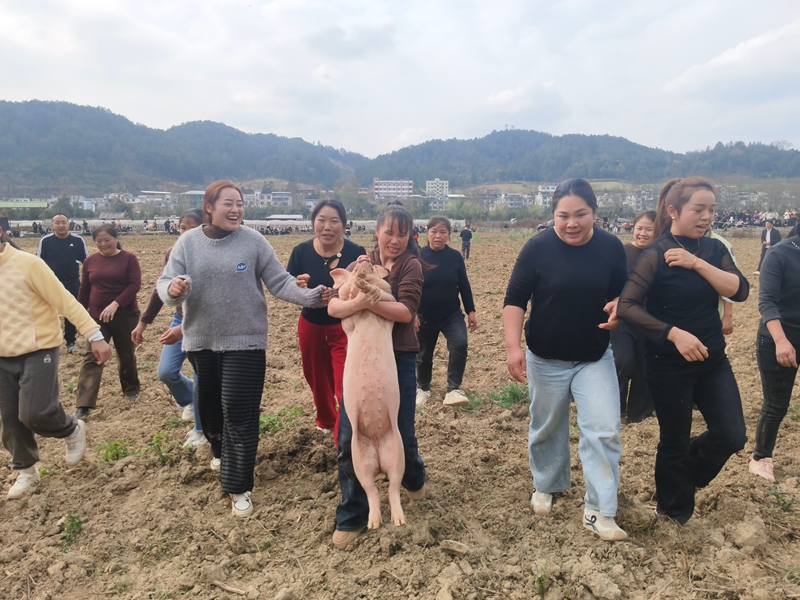 收獲抓豬喜悅。