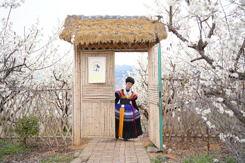 身穿苗族服饰的游客在花间小径探春色。胡璐摄