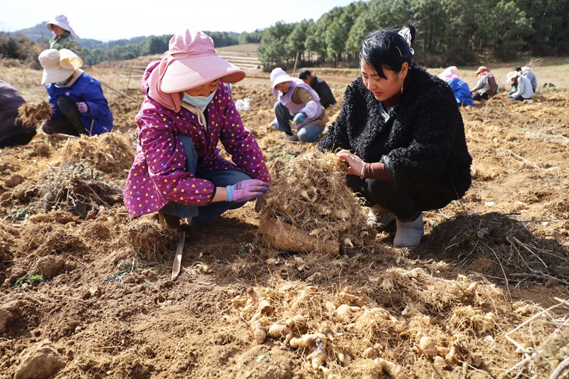 雪山镇青松村中药材种植基地，村民正在捡拾刚黄精。