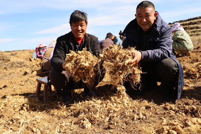 雪山镇青松村中药材种植基地黄精丰收，村民乐开怀。