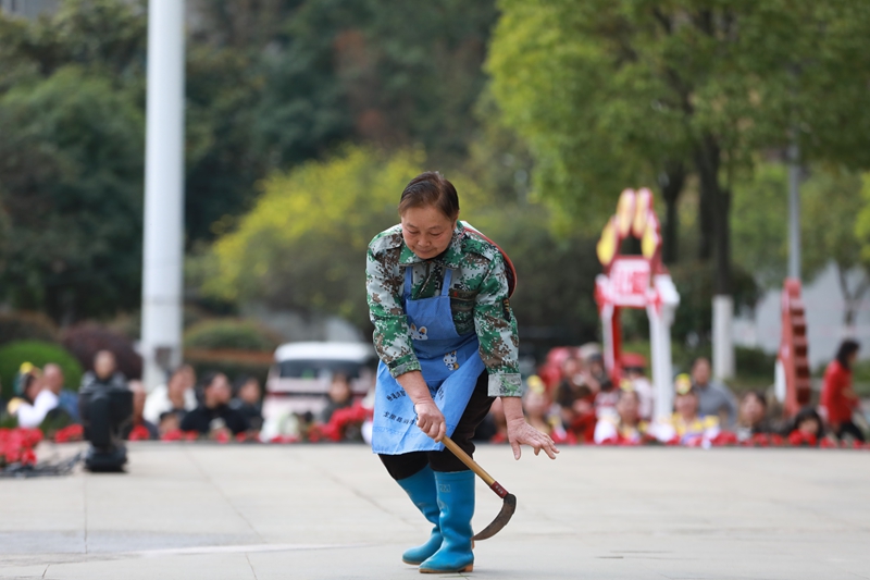 3 村民演示收割稻谷