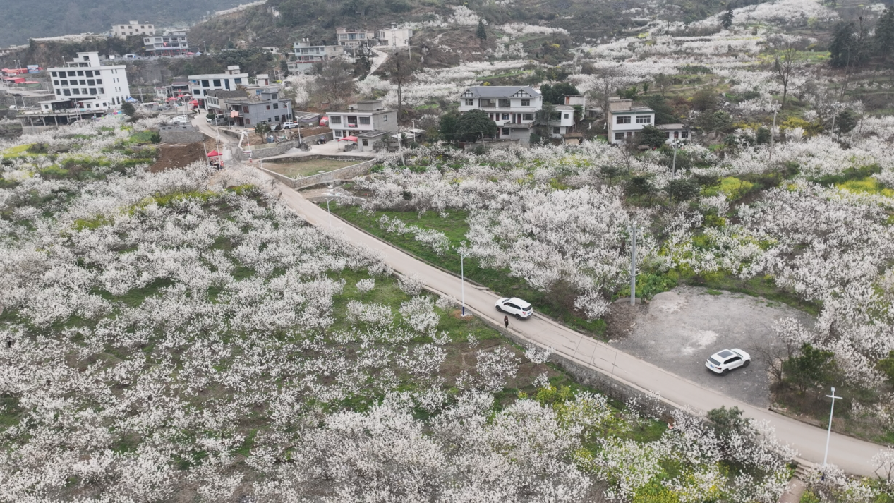 漫山遍野的櫻花競相綻放(6)