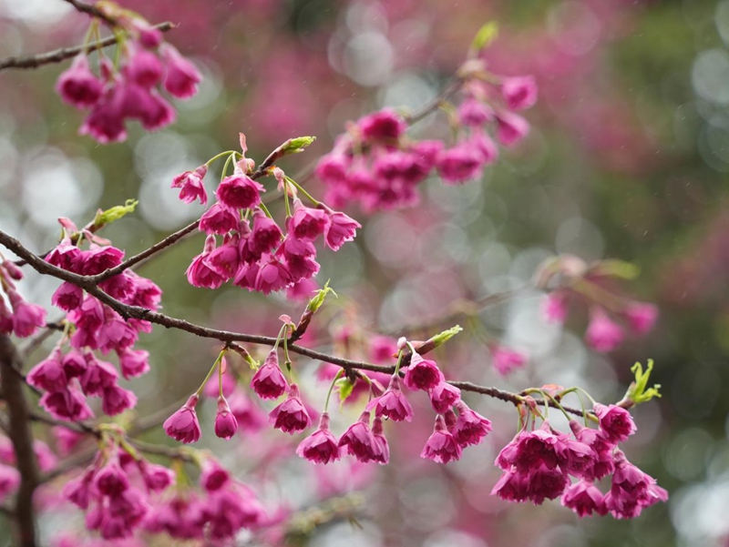 貴州德江：14萬株櫻花迎客 春日浪漫已上線。