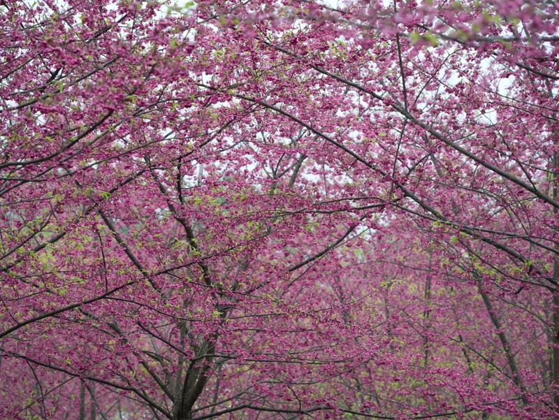 貴州德江：14萬株櫻花迎客 春日浪漫已上線。