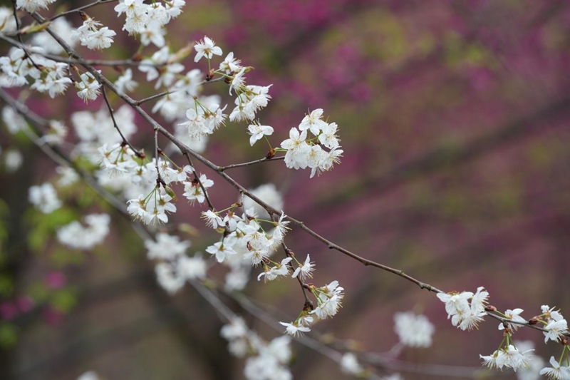 貴州德江：14萬株櫻花迎客 春日浪漫已上線。