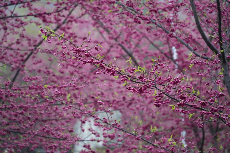 貴州德江：14萬株櫻花迎客 春日浪漫已上線。
