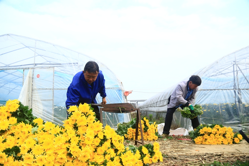 貴州省黔西市甘棠鎮花卉種植基地，工人正忙著分揀鮮花。