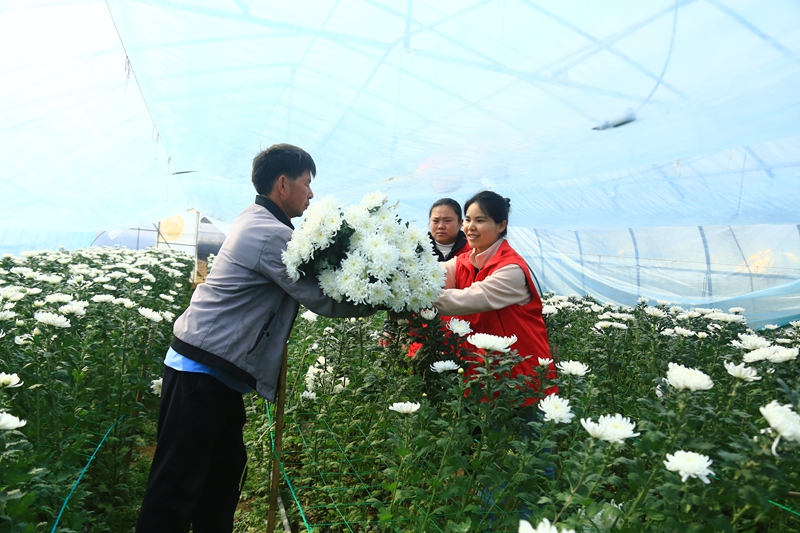 貴州省黔西市甘棠鎮花卉種植基地，志願者及工人正忙著採摘鮮花。