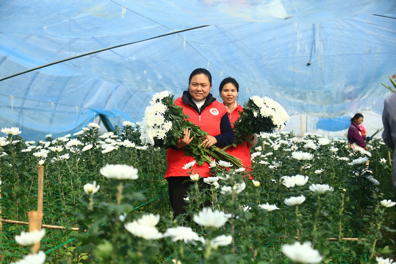 貴州省黔西市甘棠鎮花卉種植基地，志願者正幫忙採摘鮮花。