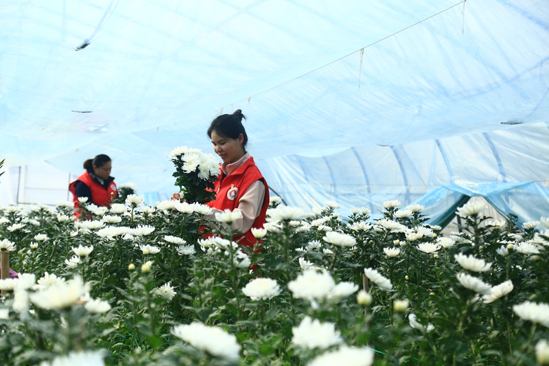 貴州省黔西市甘棠鎮花卉種植基地，志願者正忙著採摘鮮花。