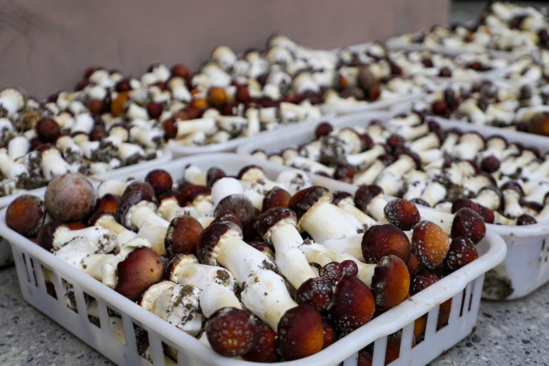 刚采摘的赤松茸 (2)